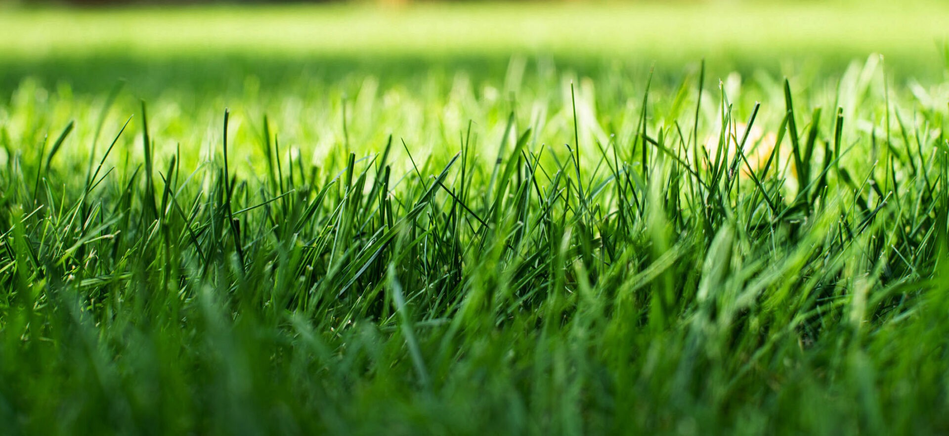 Home - Groundhog Landscaping