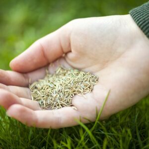 Groundhog Sun & Shade Seed Mix (10KG Bag)
