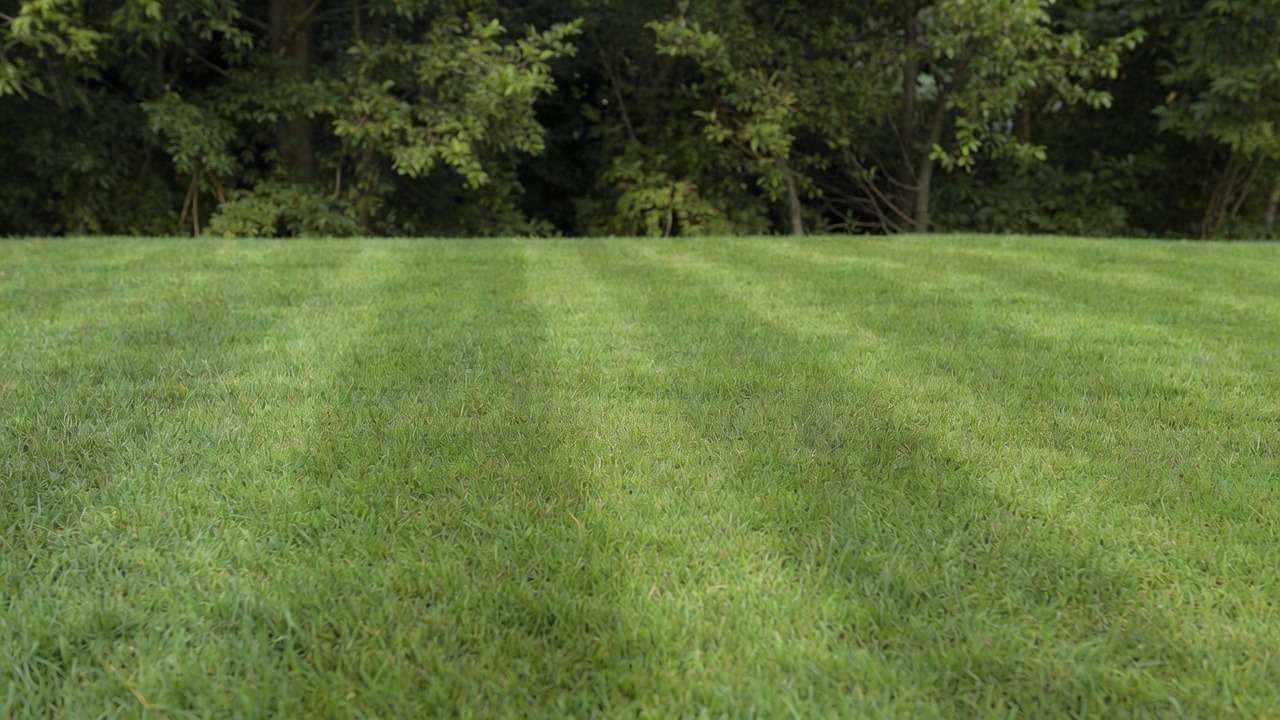 Thriving organic lawn