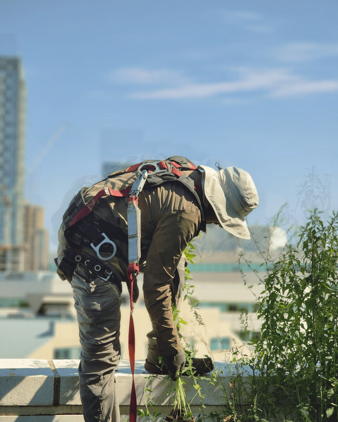 Professional property maintenance with manicured lawns and trimmed hedges