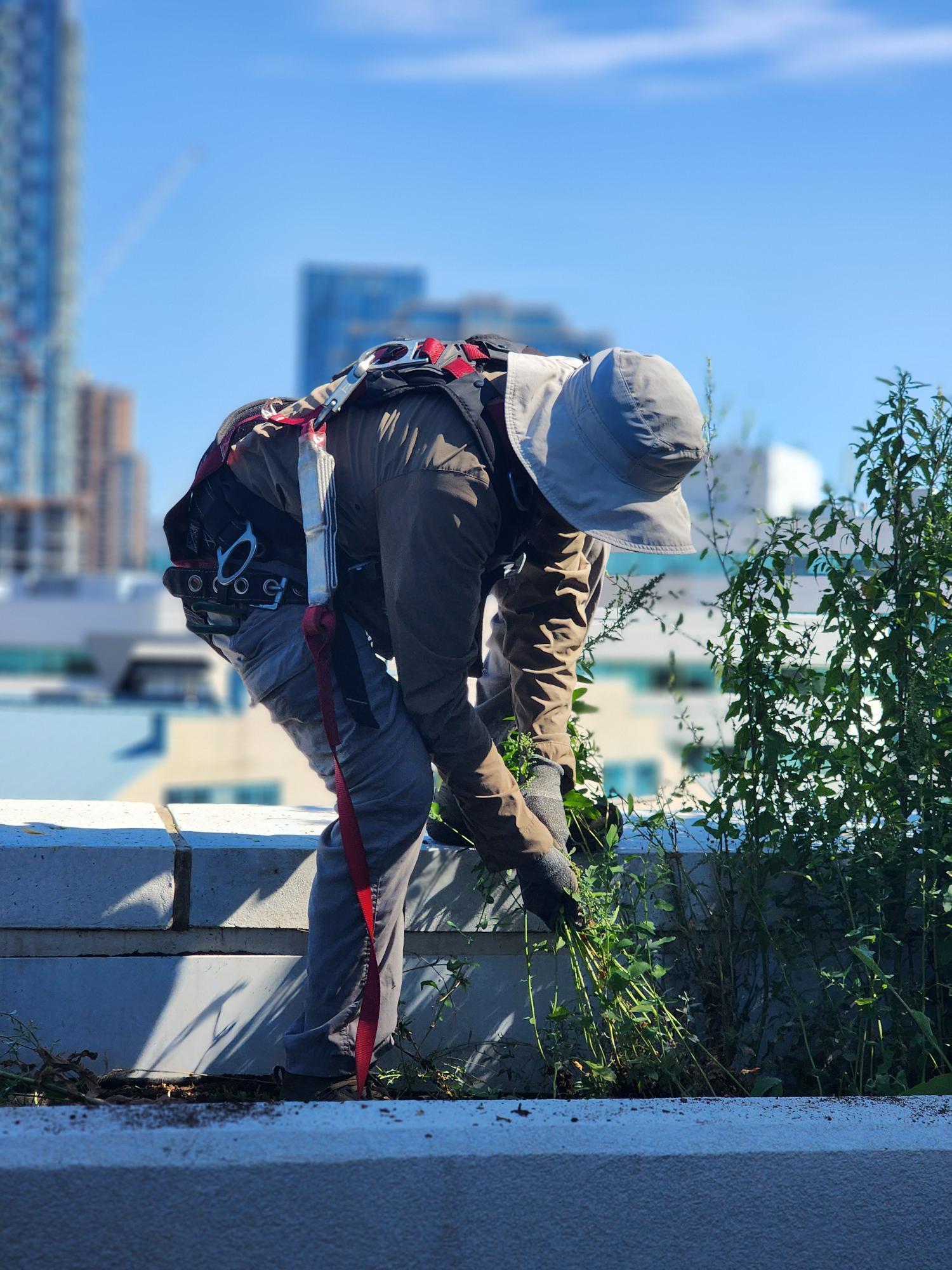 Groundhog Landscaping horticultural specialist at work